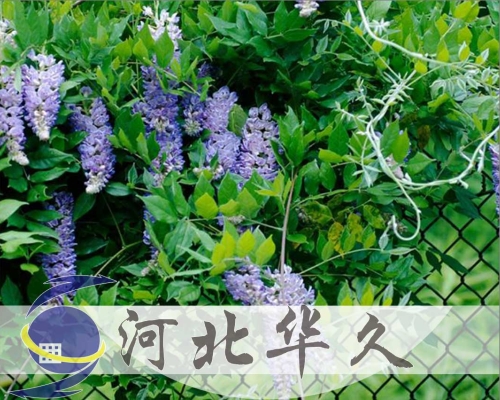 勾花網隔離柵